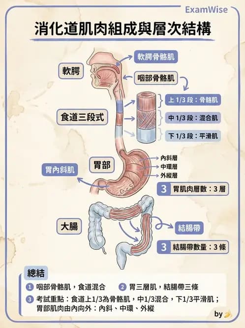 護理師 - 消化道 - AI 圖文解析預覽