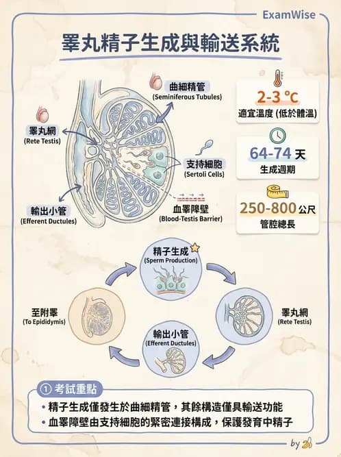 護理師 - 泌尿生殖系統 - AI 圖文解析預覽