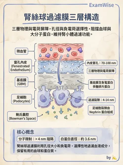護理師 - 泌尿生殖系統 - AI 圖文解析預覽