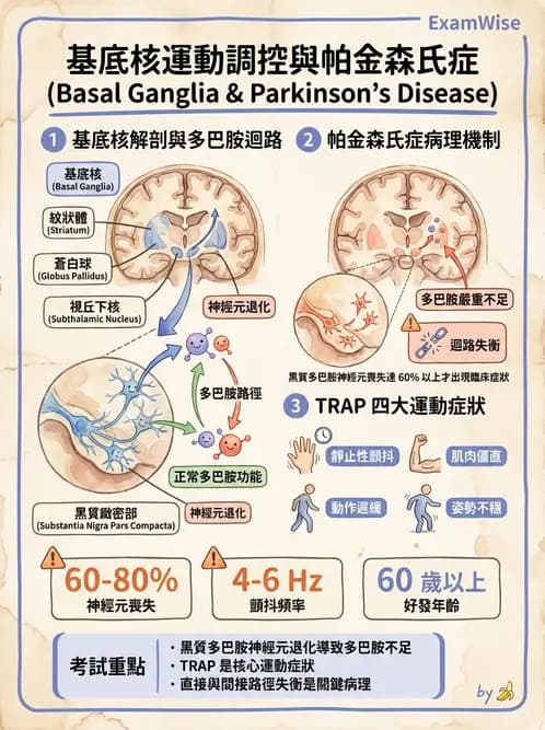 護理師 - 腦功能、自主神經與感覺 - AI 圖文解析預覽