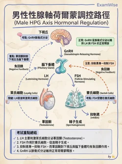 護理師 - 生殖系統 - AI 圖文解析預覽