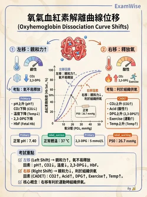 護理師 - 呼吸系統 - AI 圖文解析預覽