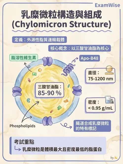 護理師 - 消化系統 - AI 圖文解析預覽