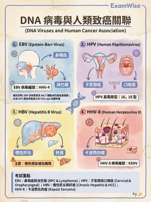 護理師 - DNA 病毒與肝炎病毒 - AI 圖文解析預覽