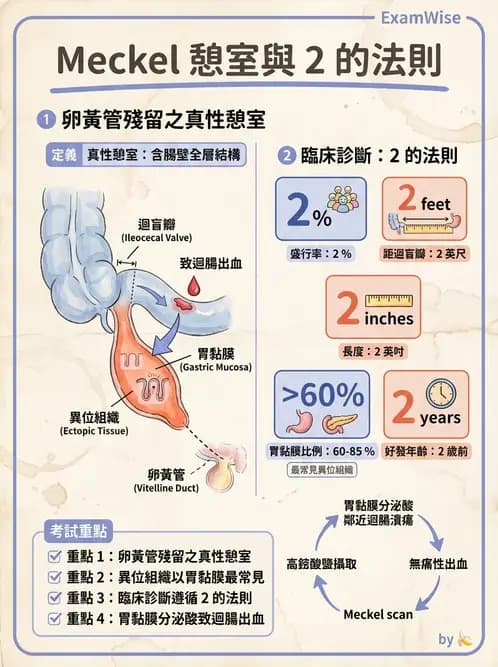 護理師 - 消化及肝膽/胰系統 - AI 圖文解析預覽