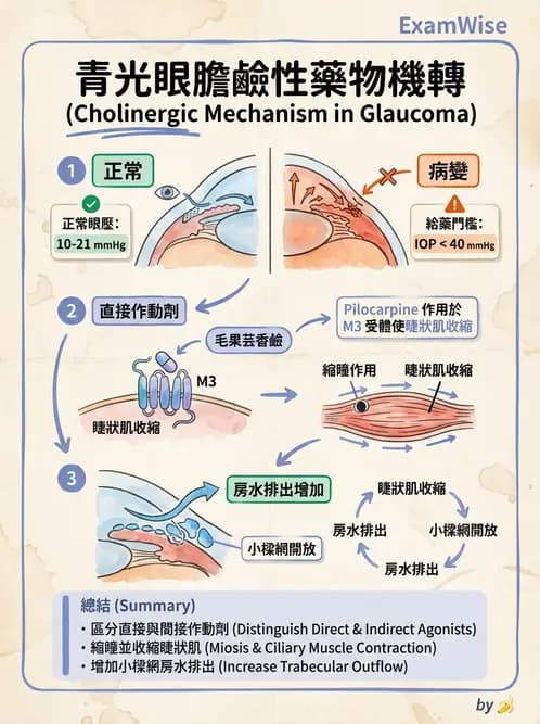 護理師 - 自主神經系統作用藥物 - AI 圖文解析預覽