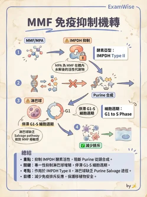 護理師 - 化學治療與免疫調節藥物 - AI 圖文解析預覽