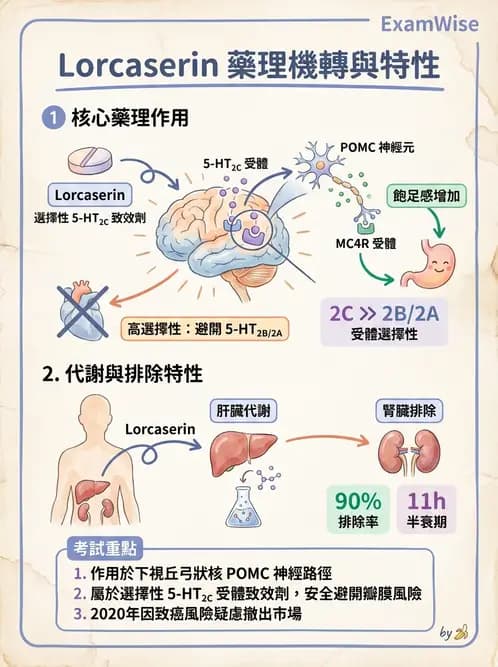 護理師 - 影響新陳代謝及內分泌功能藥物 - AI 圖文解析預覽