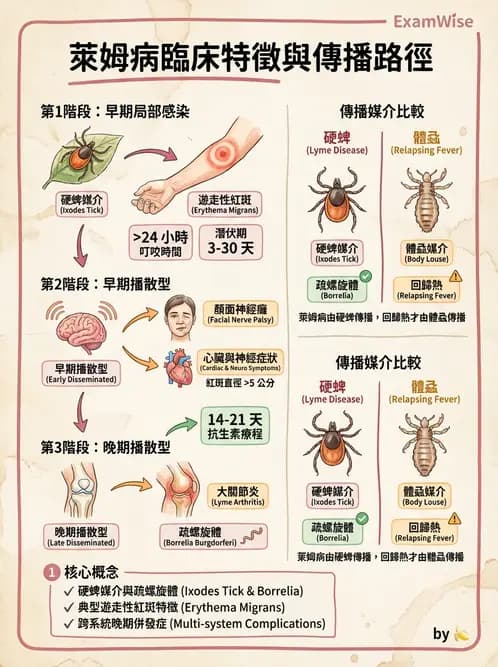護理師 - 其他細菌 - AI 圖文解析預覽