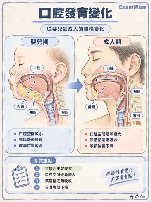 職治 - 進食、口腔動作與吞嚥 - AI 圖文解析預覽
