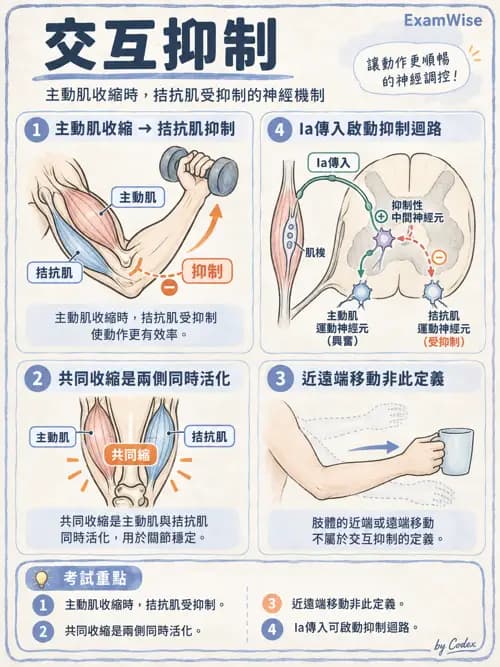 職治 - 神經動作與認知治療技術 - AI 圖文解析預覽