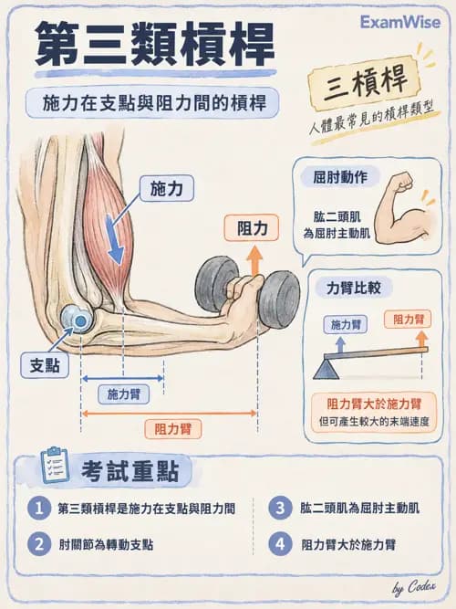 職治 - 肌動學原理與上肢 - AI 圖文解析預覽
