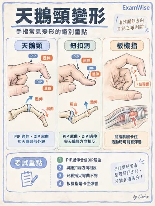 職治 - 肌動學原理與上肢 - AI 圖文解析預覽