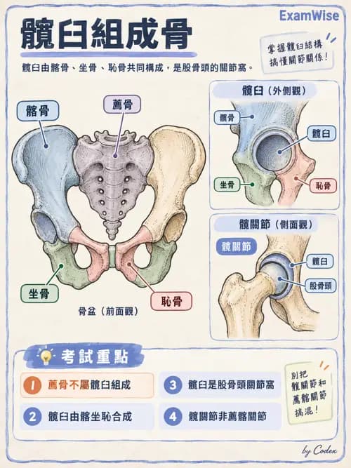 職治 - 四肢肌肉骨骼 - AI 圖文解析預覽