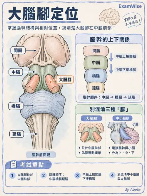 職治 - 中樞神經解剖 - AI 圖文解析預覽