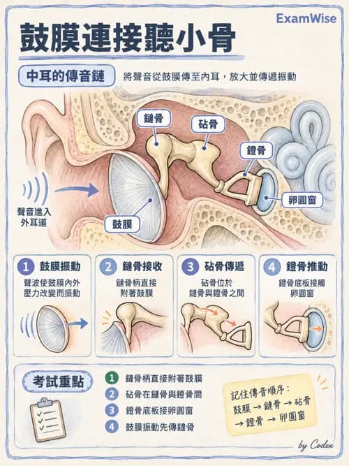 職治 - 感覺器官解剖 - AI 圖文解析預覽