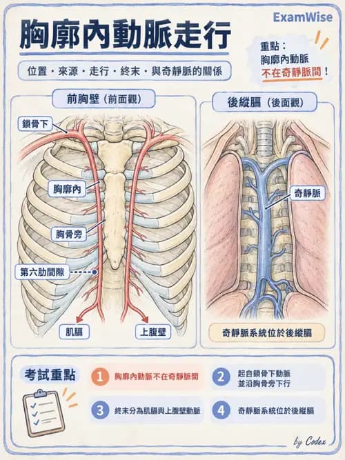 職治 - 心肺與血管解剖 - AI 圖文解析預覽