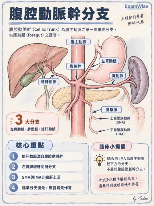 職治 - 心肺與血管解剖 - AI 圖文解析預覽