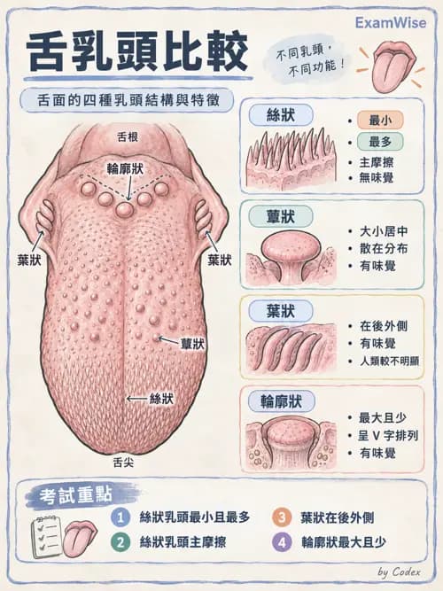 職治 - 感覺器官解剖 - AI 圖文解析預覽
