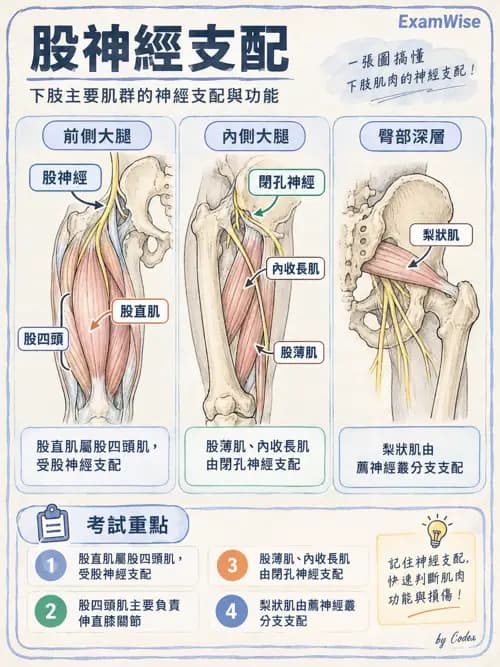 職治 - 脊神經與神經叢 - AI 圖文解析預覽