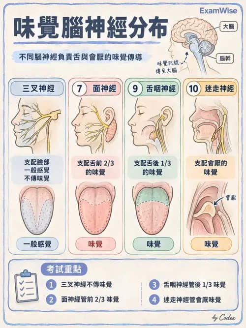 職治 - 腦神經與自主神經解剖 - AI 圖文解析預覽