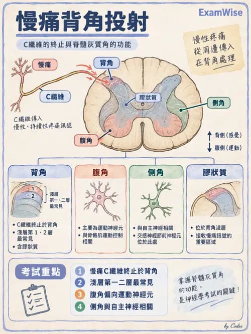 職治 - 中樞神經解剖 - AI 圖文解析預覽