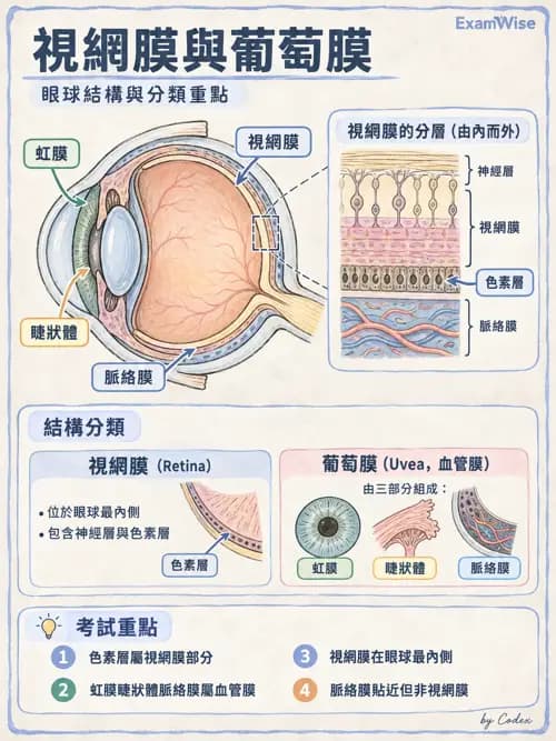 職治 - 感覺器官解剖 - AI 圖文解析預覽