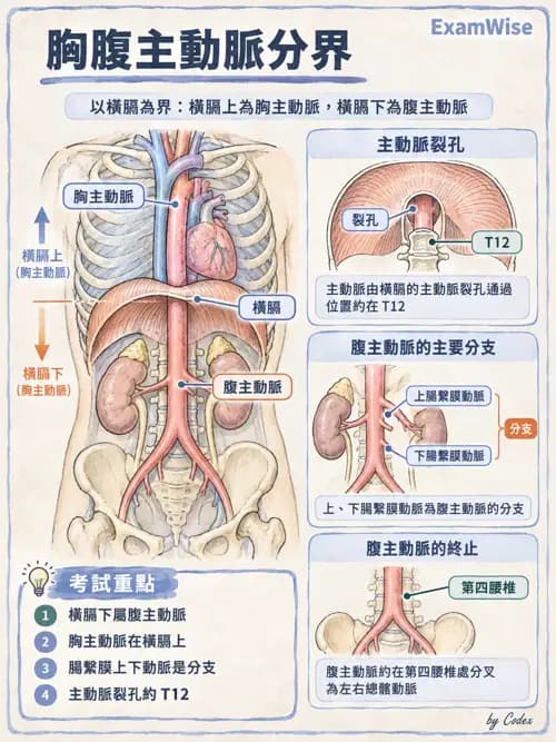 職治 - 心肺與血管解剖 - AI 圖文解析預覽