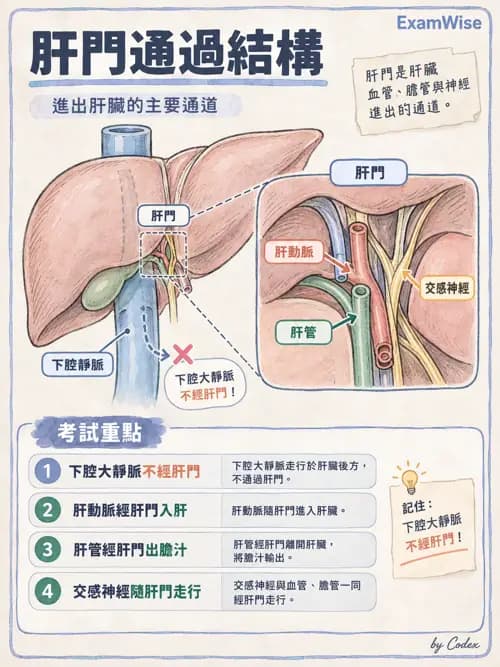 職治 - 內臟系統解剖 - AI 圖文解析預覽