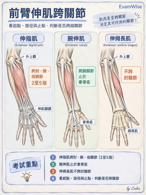 職治 - 四肢肌肉骨骼 - AI 圖文解析預覽