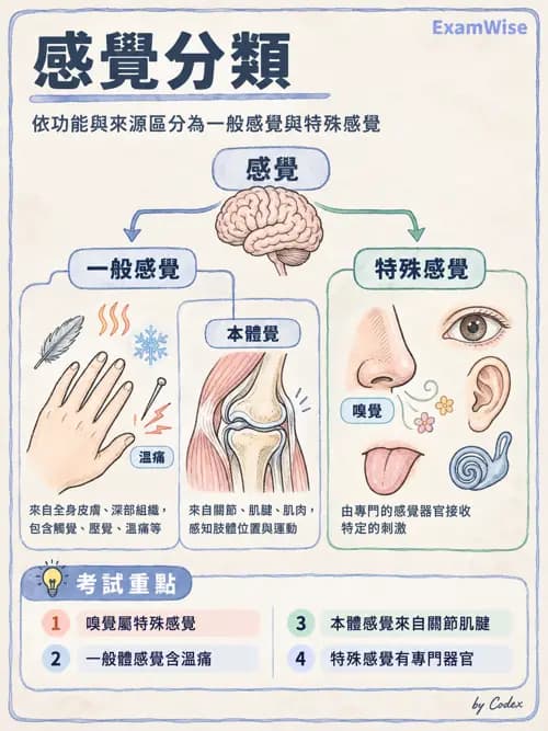 職治 - 感覺器官解剖 - AI 圖文解析預覽