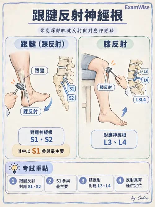 職治 - 脊神經與神經叢 - AI 圖文解析預覽