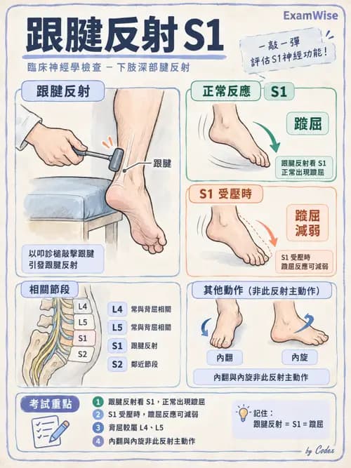 職治 - 脊神經與神經叢 - AI 圖文解析預覽