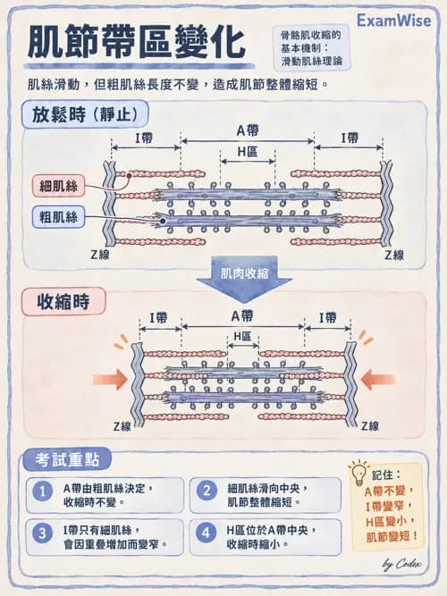 職治 - 肌肉與骨骼生理 - AI 圖文解析預覽
