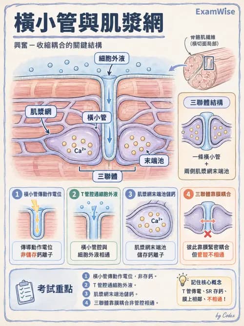 職治 - 肌肉與骨骼生理 - AI 圖文解析預覽