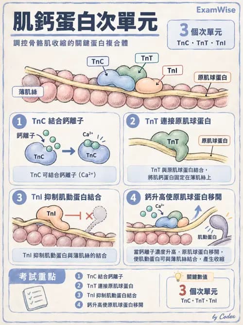 職治 - 肌肉與骨骼生理 - AI 圖文解析預覽