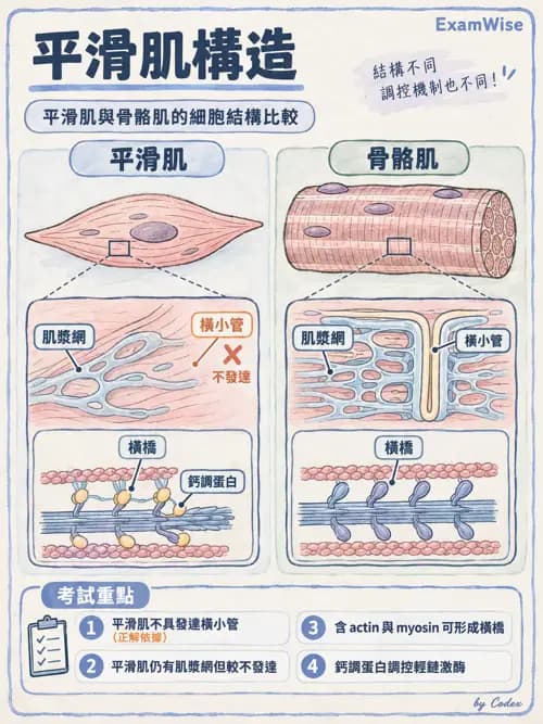 職治 - 肌肉與骨骼生理 - AI 圖文解析預覽