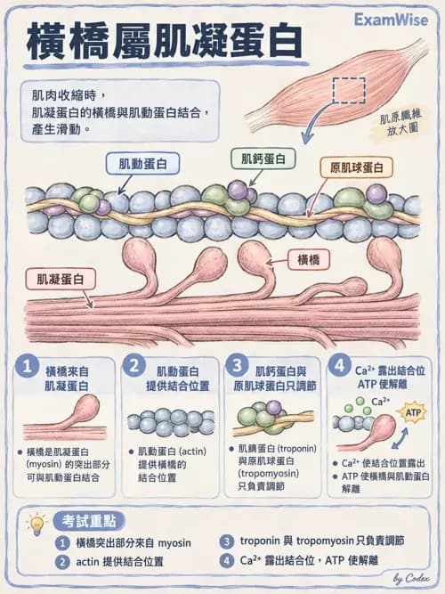 職治 - 肌肉與骨骼生理 - AI 圖文解析預覽