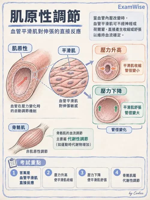 職治 - 心血管、血液與免疫生理 - AI 圖文解析預覽
