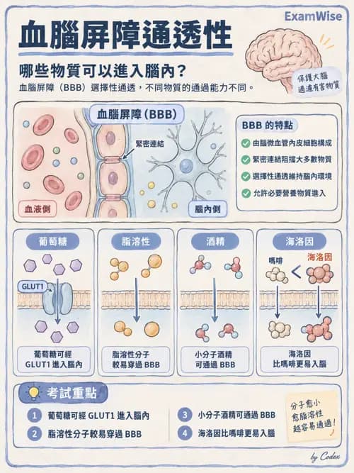 職治 - 神經元與自主神經生理 - AI 圖文解析預覽