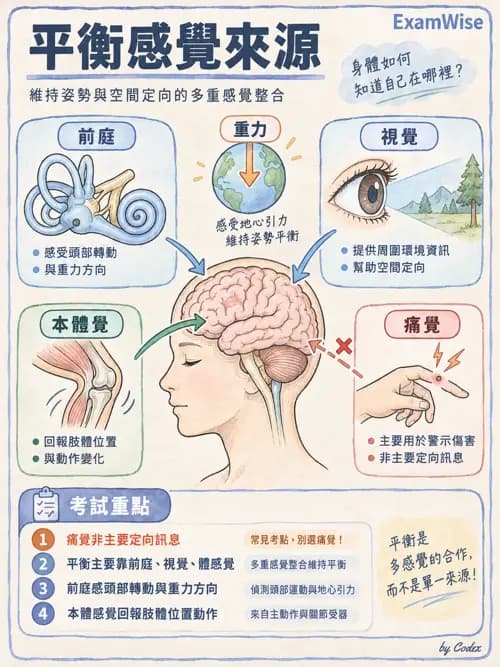 職治 - 神經整合與高級腦功能 - AI 圖文解析預覽
