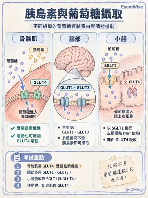 職治 - 內分泌與生殖生理 - AI 圖文解析預覽