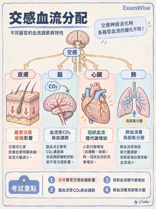 職治 - 心血管、血液與免疫生理 - AI 圖文解析預覽