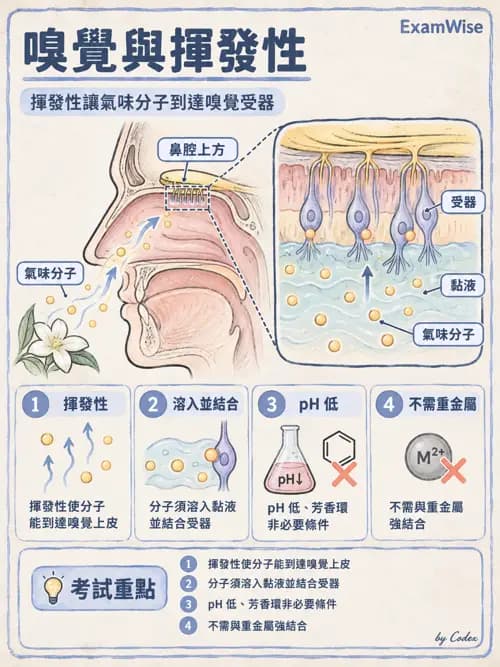 職治 - 感覺生理 - AI 圖文解析預覽
