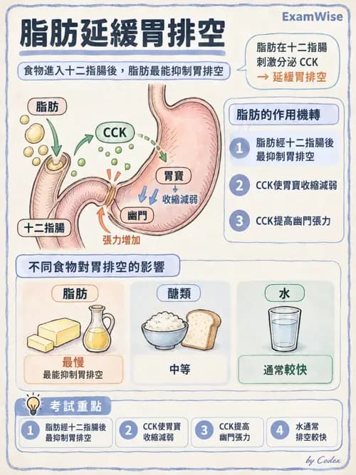 職治 - 消化與代謝生理 - AI 圖文解析預覽