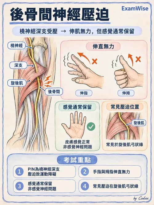 職治 - 手部與周邊神經損傷 - AI 圖文解析預覽