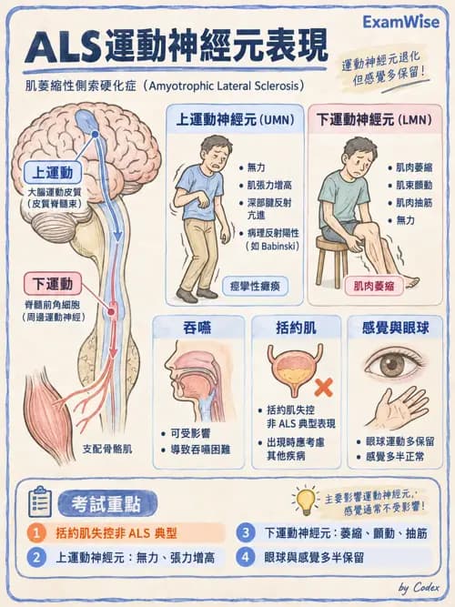 職治 - 神經退化與神經肌肉疾病 - AI 圖文解析預覽