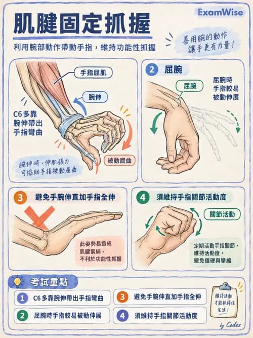 職治 - 脊髓損傷 - AI 圖文解析預覽