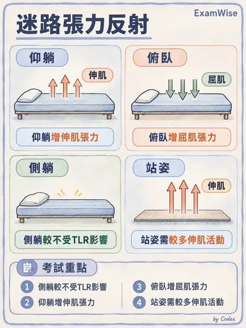 職治 - 動作發展與手功能 - AI 圖文解析預覽