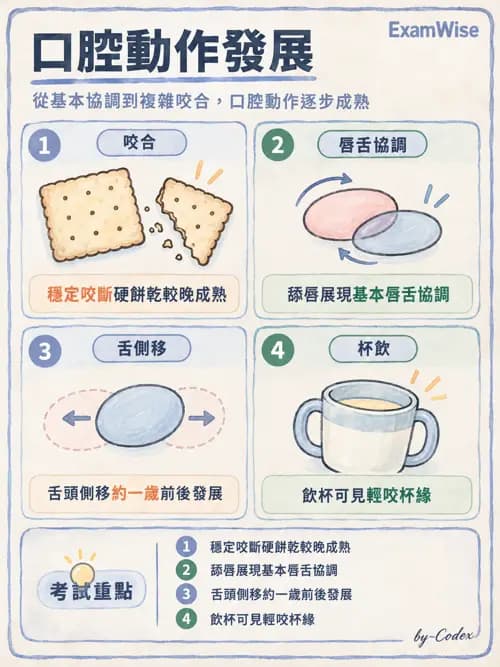 職治 - 進食、口腔動作與吞嚥 - AI 圖文解析預覽